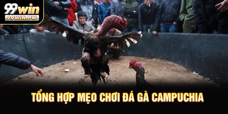 Tổng hợp mẹo chơi đá gà Campuchia hữu hiệu tại 99WIN