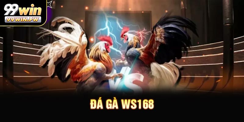 Đá Gà WS168 - Hội Tụ Những Chiến Kê Hàng Đầu