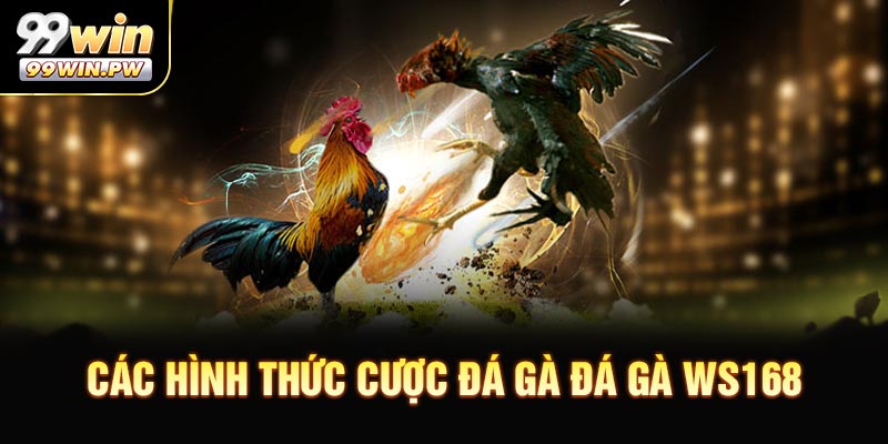 Các hình thức cược đá gà Đá Gà WS168 nên trải nghiệm