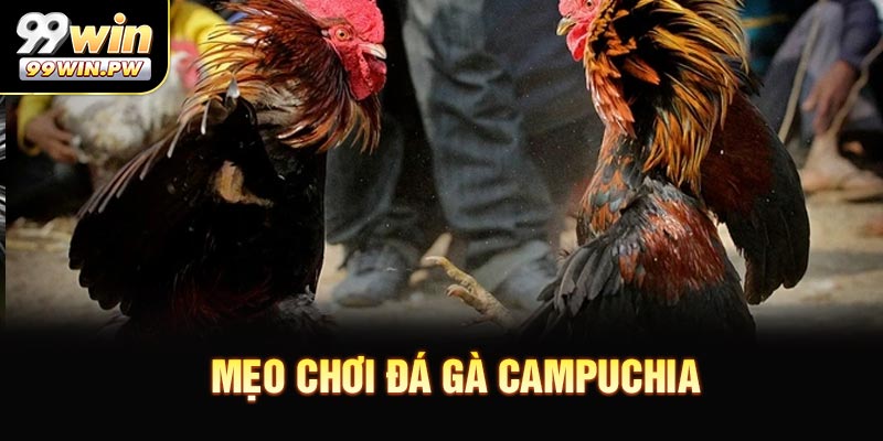 Mẹo Chơi Đá Gà Campuchia - Bí Kíp Săn Thưởng Hấp Dẫn
